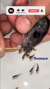 Underwater Secret: Fish Eggs Hatching Explained #facts#fishing #fish #fishegg #fishingvideo #वायरल