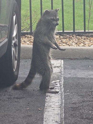 Raccoons and Rabies: What You Need to Know