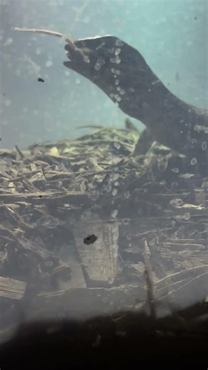 Norman my pet Nile Monitor Lizard having a mouse for dinner.#reptiles #foryou#pets #dinner #explore