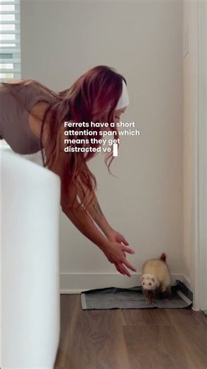 Here’s a guide for how to potty train your ferrets 🦦 #ferret #huron #ferretcare #cute