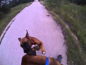 Boxer gets sprayed in the face by a skunk!