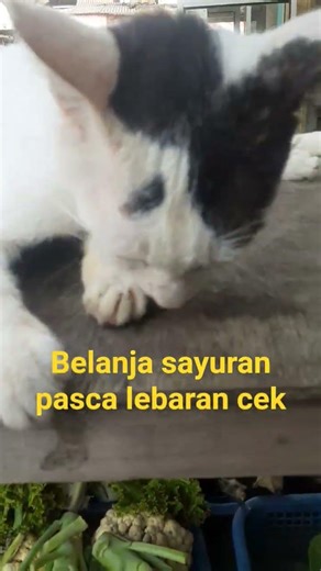 kangen masak yg seger2,,,masih edisi lebaran