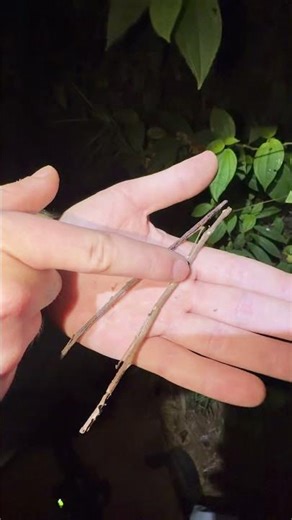 $1000 if you can tell which ones an Insect!