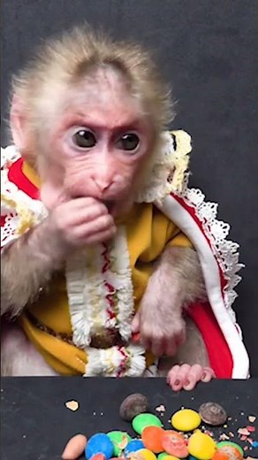 Funny monkeys manki comedy video monkey baby bon bon
