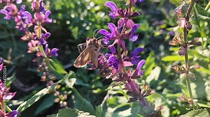 The silver Y migratory moth feeds on the nectar of a vibrant purple sage flower in a lush garden. Detailed closeup of Autographa gamma insect on the fragrant Salvia nemorosa plant