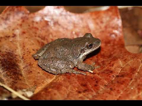 Mountain Chorus Frog Call