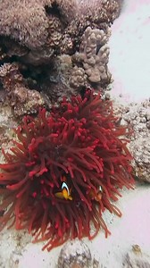 8.7K views · 259 reactions |  Watch as the playful clownfish swims...