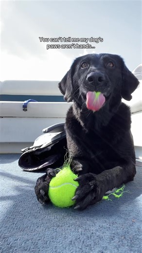 Incredible Labrador Grips Ball Firmly