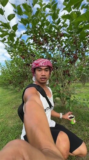 Enjoying Fresh Mulberries: Picking and Tasting Guide