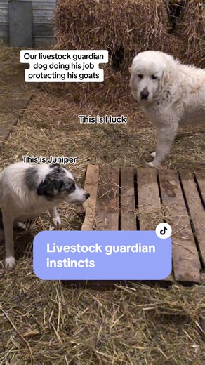 Huck the Livestock Guardian Dog Protects His Goats