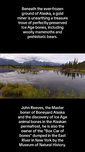 Beneath the ever-frozen ground of Alaska, a gold miner is unearthing a treasure trove of perfectly-preserved Ice Age bones, including woolly mammoths and prehistoric bears. John Reeves, the Master boner of Boneyard Alaska and the discovery of Ice Age animal bones in the Alaskan permafrost, he is also the owner of the