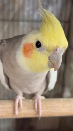 #cockatiel #birds #cockatielbird #cockatielsinging #cockatielsound #parrot #pets #ytshorts #shorts