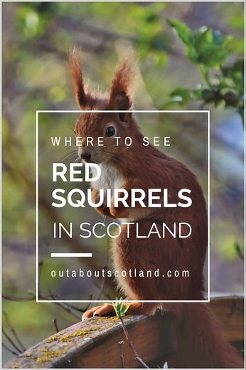 Where Can I See Red Squirrels in Scotland? | Scotland Tourist Information