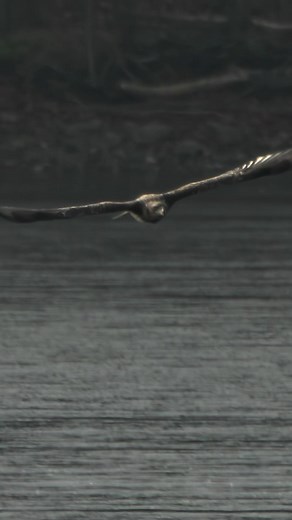 Young Bald Eagle goes Duck (and Goose) hunting! #baldeagle #baldeagles #baldeaglesofinstagram #baldeaglephotography #baldeagle_lovers #baldeaglesighting #natgeo #hudsonriver #mohawkriver #canon #r5c #canonr5c #wildlifephotography #wildlife #wildlifecinematography #newyork #elite_raptors #birdsofprey #eagle #canonusa #discovery #bestbirdshots #earthcapture #topaz #yourshotphotographer | Mike Lemery Films