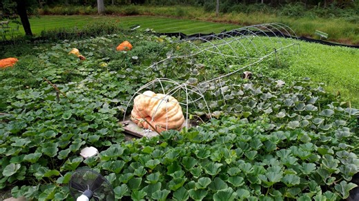 How do giant pumpkins grow so big?