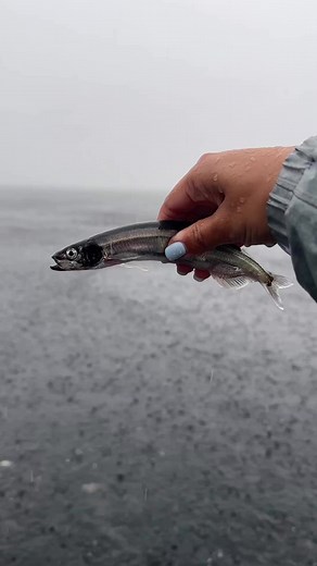 2.9K views · 29 reactions | Have you ever heard of the annual capelin...