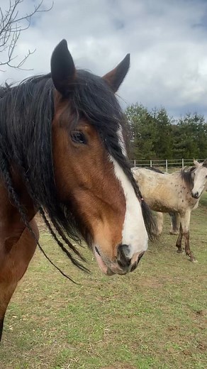 Just a good day with the horses #horsesintheback #horses #koń #shireh... #reels #trending #viralreels | Equestriankasia | Facebook