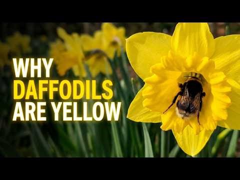 Daffodils' Yellow Colour Isn't Random - Here's Why