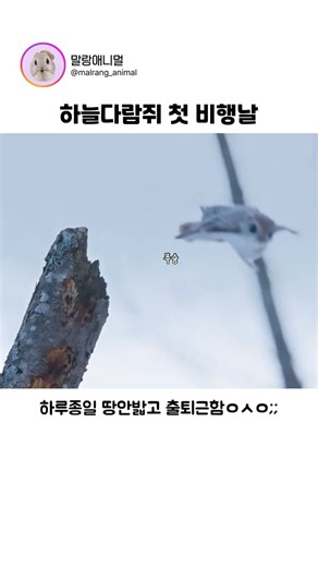 털망토 장착한 하늘다람쥐의 비행 첫날