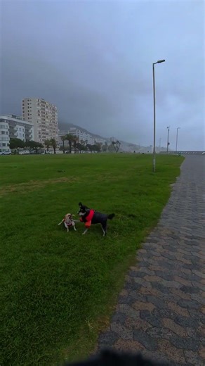 Cape Town Storm Walk with My Miniature Schnauzer!