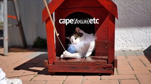 8K views · 248 reactions | Cat Heaven Rescue Cat Café in Somerset West is the purrfect place for floof lovers to have a warm cuppa, a delicious slice of cake, and cuddle cats. Check it out ... Read more: https://www.capetownetc.com/cape-town/cat-heaven-rescue-cat-cafe/ | Cape Town Etc | Facebook