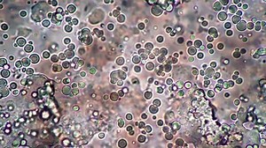 clip-1054327721-detailed-impression-cell-microscope-loop