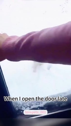 #funn #funny #foryou #cat #for #fyp #catsoftiktok #funnycat #funnytiktok #funnytikt #fuy #tiktok