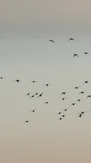 Love those big groups of mallards in Oklahoma #fypシ #fyp #ducks #waterfowl #birds #mallards #outdoorphotography #canon #wildlifephotography #wallmedia
