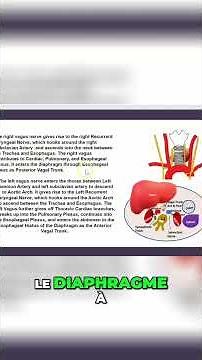 Nerf Vague: Anatomie Complète et Parcours Expliqué