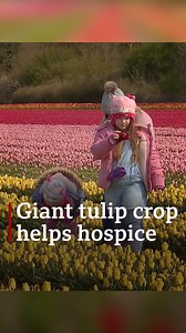 13K views · 409 reactions | The incredible blaze of tulip colour that paints itself across the fields of west Norfolk is one of the county's great wonders... and this year it's even more special. | BBC Norfolk | Facebook