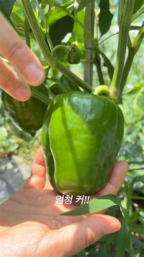 여름 채소 피망(맵지 않아서 아삭아삭 먹기좋은 피망)#여름 #채소 #야채 #피망