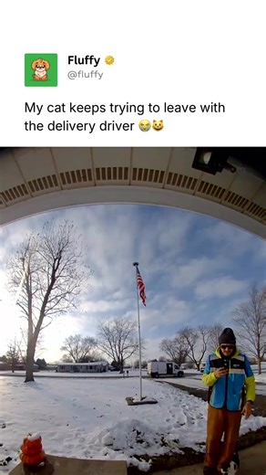 Pubity Pets on Instagram: "@Fluffy posts the best pet content on Instagram daily 🐾 Every time the Amazon driver shows up, our cat sees an opportunity. She tried to hop into the delivery van not once, but twice, clearly ready to start her new career in deliveries. (🎥: Kaiti Wolford via ViralHog)"