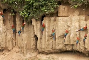 TIL: Why Do These Birds Eat Dirt?