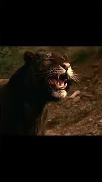 Why The Beastmaster is a Perfect 1980's Fantasy Movie