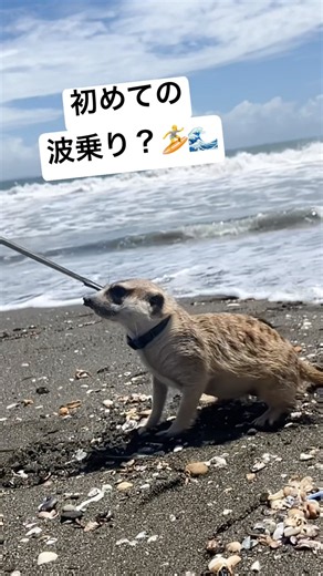 初めての波🌊 #ミーアキャット #meerkat #小動物 #湘南 #江ノ島 #波乗り #cute #kawaii #かわいい #pet #癒し #ペット #beach #初めて #海 #びびり