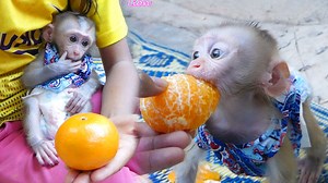 5.8K views · 183 reactions | WOW! Baby Lion Open Big Mouth Eating Orange, He So Much Like To Eat His Favorit Fruit | Baby Lion | Facebook