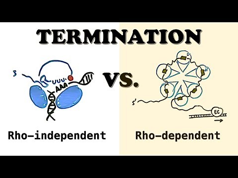 Prokaryotic Transcription TERMINATION - Rho-dependent and Rho-independent termination