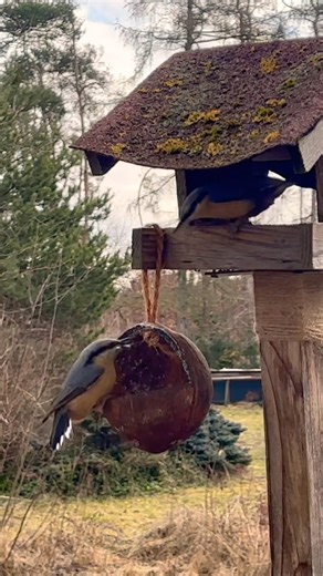 Nuthatch at Coconut Feeder | Relaxing Bird Sounds & Nature ASMR 4K
