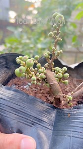 Cách để cây sung ra quả | Toàn Làm Vườn