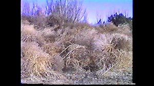 In the fall of 1989, Mobridge residents had to dig themselves out of a massive tumbleweed invasion that buried the town, attracting national attention to the curious storm. SDPB revisits the “Attack of the Tumbleweeds.” | SDPB
