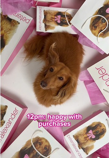 sorry, we can’t today, we’re busy shopping Peter Alexander’s biggest sale of the year x #sale #boxingdaysales #ditl #dachshund #dogsoftiktok