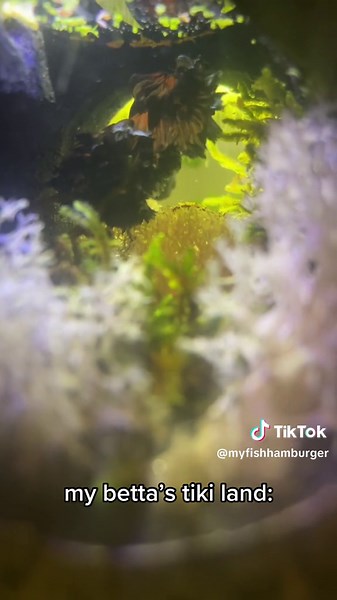 Exploring My Betta's Tiki Land with Floating Log