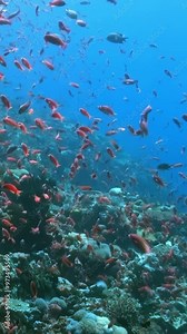 Discover colorful coral reef teeming with vibrant marine life. Witness amazing biodiversity and ecosystem of this stunning habitat. Dive into beauty of ocean, its fish, flora, and fauna