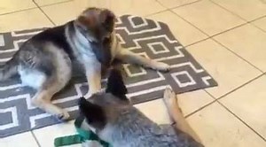 26K views · 2.8K reactions | AVAILABLE FOR ADOPTION Puppy BOSCO lets his foster sister know it's play time ! Visit his page to learn more about him at www.gsroc.org | German Shepherd Rescue of Orange County | Facebook