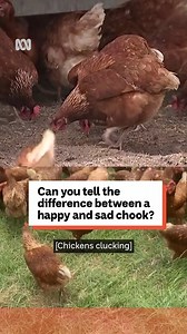 Can you speak chicken? A new study says you probably can More than 70 per cent of humans can tell if a chicken is happy or sad just by the way it clucks, according to new university research. The results will help auditors conduct wellbeing tests on chicken farms, and develop new AI that can detect the mood of chooks. 🎧 Stream ABC Radio Brisbane wherever, whenever: https://ab.co/ABCBrisbanestreamnow #ABCStudio400 | ABC Brisbane