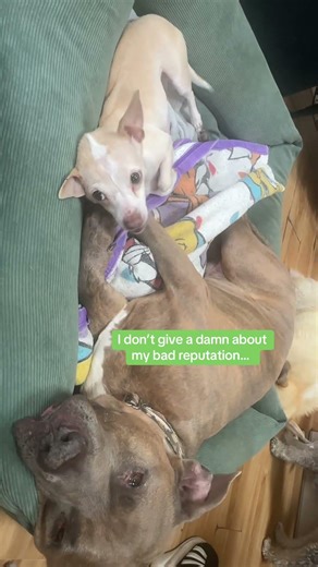 I don’t give a damn about my bad reputation… #waffle #badreputation #goodboy