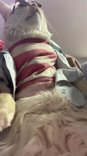 #badbunnypr #catsoftiktok #reggaeton | cats