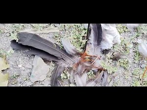 Leopard Growling From Jungle । Forest And Peacock Calls For Leopard । Red Fort Delhi । Junglee