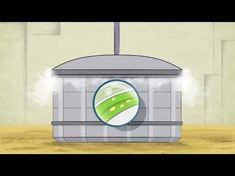 How Tea Tree Oil is Made - Cassegrain Kalara Tea Tree Oil