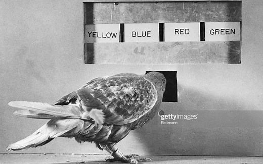 学习理论1.2-操作性条件反射